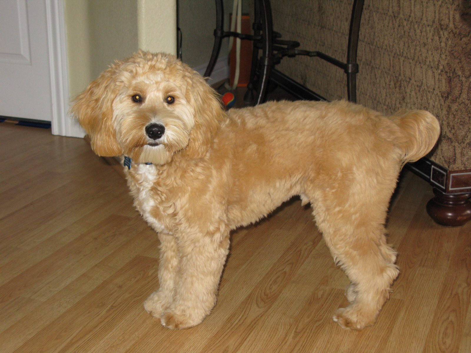 cockapoo tail docking